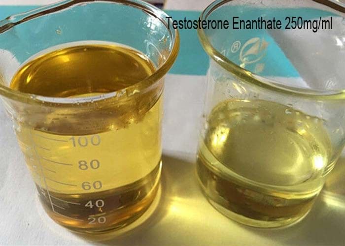 Injectable Bulking Cycle Steroids , Testosterone Enanthate Powder 250mg/ml Muscle Gaining